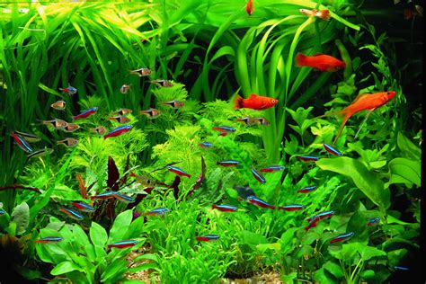 Best Live Plants for Betta Fishes Review and Buying Guide | Constant ...