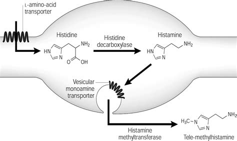 Histamine in the Nervous System | Physiological Reviews