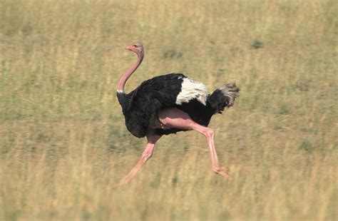 Ostrich Running Photograph by David Hosking - Pixels