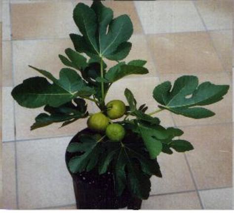 Indoor Citrus Trees | HubPages