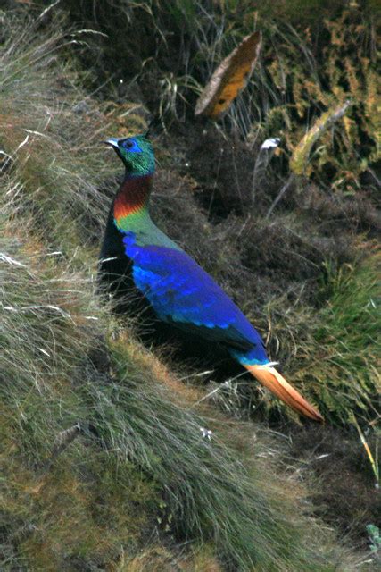 The National Bird of Nepal | Explore Spike Reid's photos on … | Flickr ...