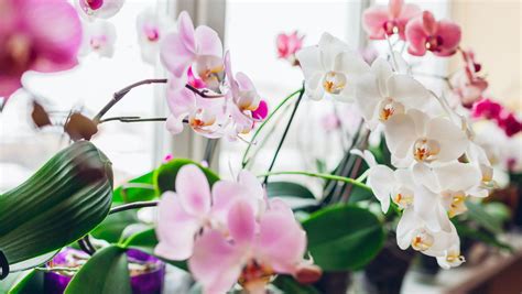 How often to water an orchid — plant pros spill on the flower's ...