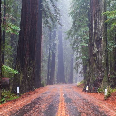 10 Important Ranger Tips For Visiting Redwood National Park | TravelAwaits