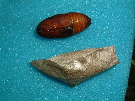 Attacus atlas (Atlas Moth) Pupa & Cocoon | The Atlas Moth (A… | Flickr