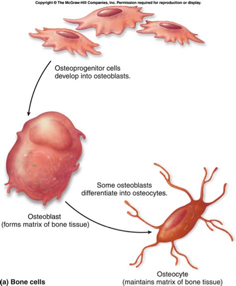 Zoology 141 > Jeong > Flashcards > Chapter 6 bone tissue | StudyBlue