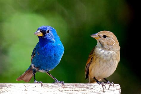 indigo bunting male and female - Google Search | Bunting bird, Bird ...