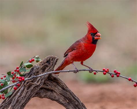 Northern Cardinal | Taken at Laguna Seca Ranch, Texas. | Andy Morffew ...