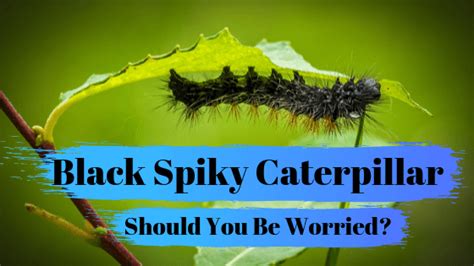 Black Spiky Caterpillars Are They a Pest Threat? | FullScope