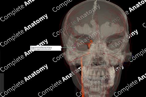 Zygomaticofacial Artery (Right) | Complete Anatomy