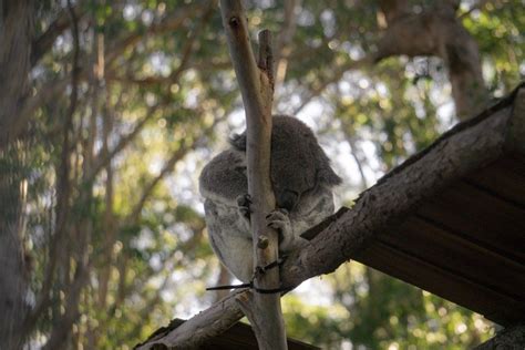 Port Macquarie Koala Hospital - 3 Heartwarming Reasons to Visit