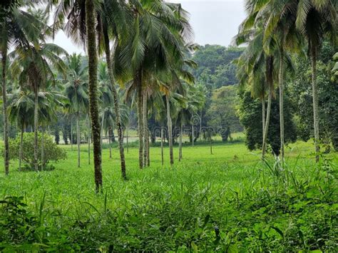 Beautiful Farm with Grass and Coconut Trees in Kerala, India. Stock ...