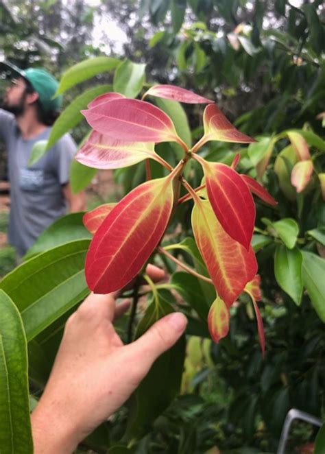 Cinnamon Tree (Cinnamomum verum) - Live Plant | Sow Exotic