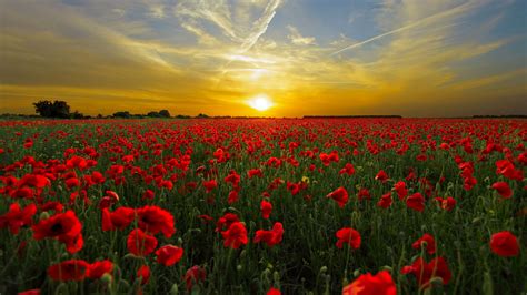 Red Poppy FIeld Wallpaper - iPhone, Android & Desktop Backgrounds