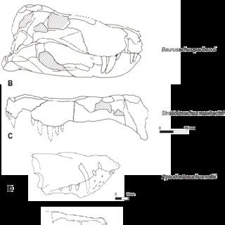 Skull morphology of baurusuchids. (A) Baurusuchus salgadoensis; (B ...