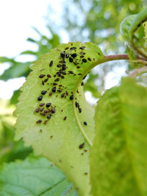 Black Cherry Aphid Information: Learn About Signs Of Black Cherry Aphids