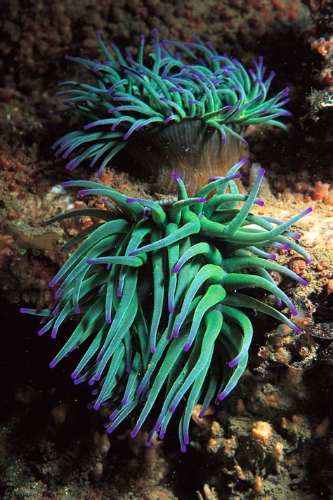 Snakelocks anemone © Paul Naylor / WWF-UK | Beautiful sea creatures ...