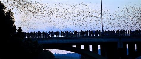 How to See the Austin Bats Under Congress Bridge - Austin, TX