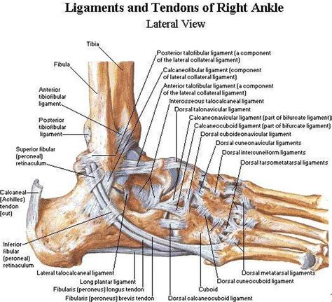 Pictures Of Ankle Joint LigamentsHealthiack