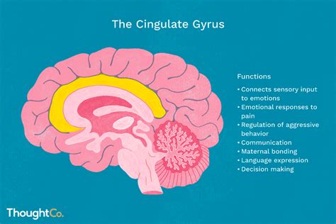 What Is the Cingulate Gyrus?