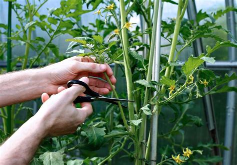 Cutting Leaves On Tomatoes: Learn About Cutting Back Tomato Plants