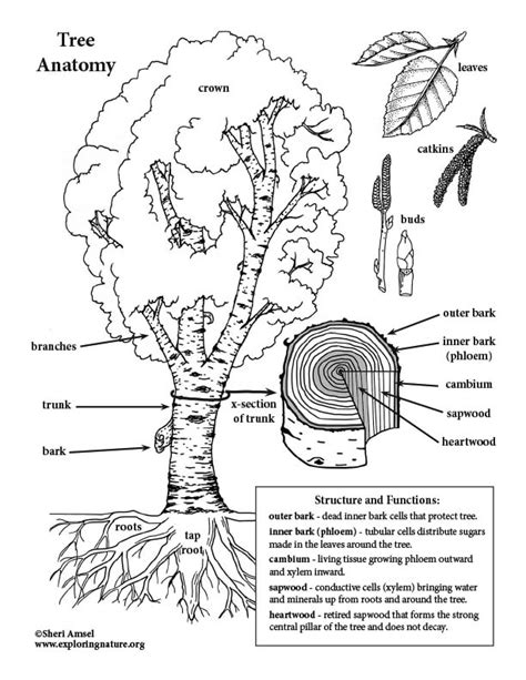 Tree Anatomy Mini-Posters