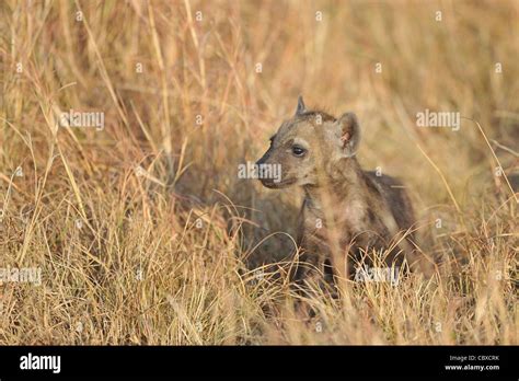 Spotted hyena - Spotted hyena - Laughing hyena (Crocuta crocuta) pup ...