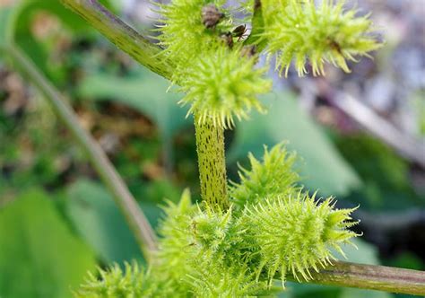 How Do I Get Rid Of Cockle Burrs? [Cocklebur Control Guide]