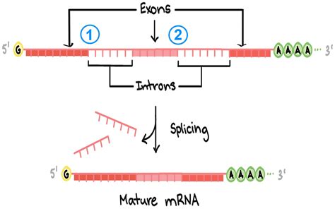 Predicting how splicing errors impact disease risk | Cold Spring Harbor ...