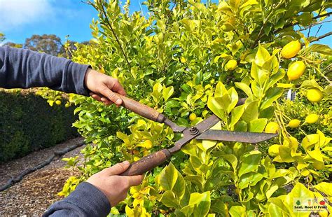 prune citrus in Melbourne with hedge trimmers fruit tree pruning - Leaf ...