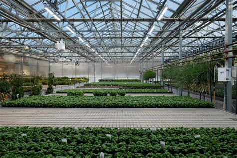 LED lighting in greenhouses helps but standards are needed - American ...