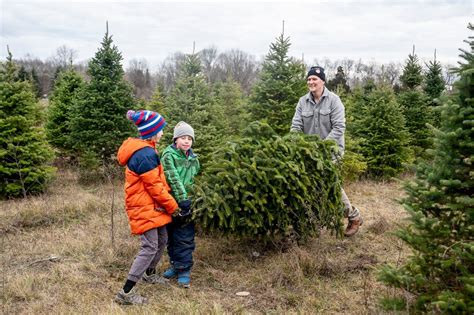 Remembering the tradition, and smell, of the Christmas tree farm - al.com