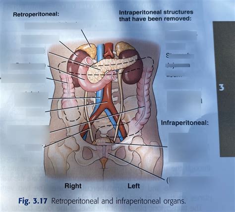 Retroperitoneal Organs