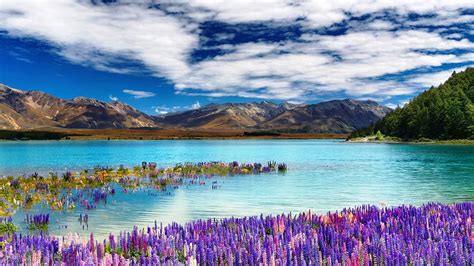 The Most Beautiful Photographs of Lake Tekapo in New Zealand | FREEYORK