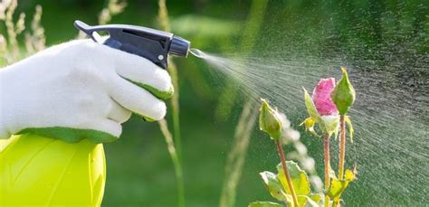 Natural Pest Control | Best Natural Pest Management 2021