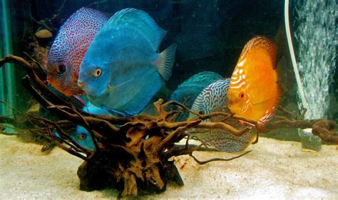 Exotic Freshwater Fish - Top 10 - AquariumStoreDepot