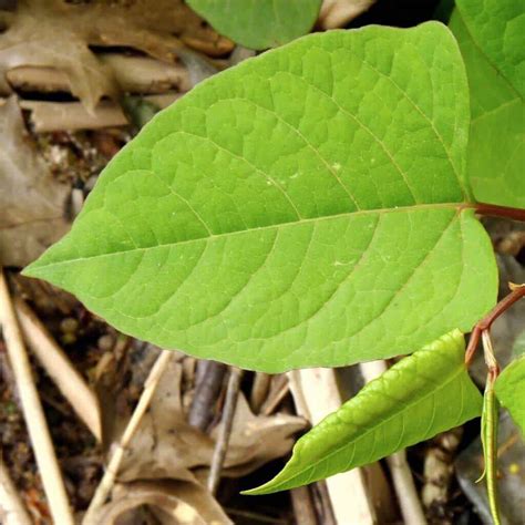 🏡 Plants Mistaken for Japanese Knotweed - Knotweed Removal