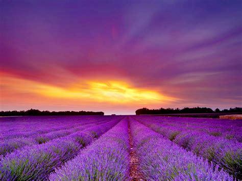 Lavender Fields France Wallpapers - Wallpaper Cave