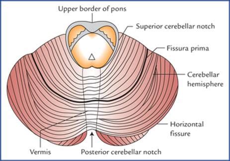 Cerebellum Folia