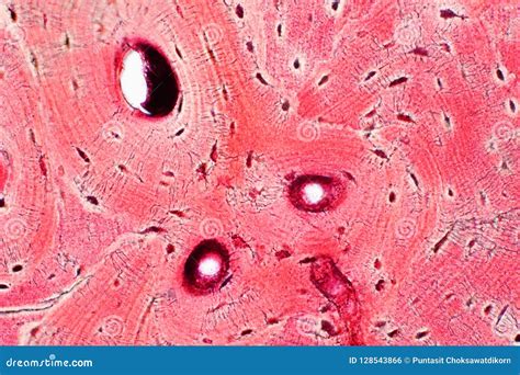 Histology of Human Compact Bone Tissue Under Microscope View for Stock ...