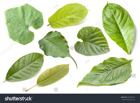 Collection Pepper Leaves Leaves Isolated On Stock Photo 587848544 ...