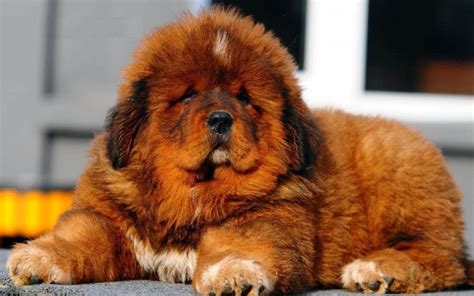 Mastim Tibetano: A Raça de Cachorro Mais Cara do Mundo!