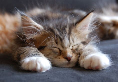 Cute Maine Coon Kitten Sleeping Wallpaper-HD - Free