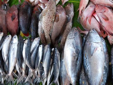 Top 20 Cheapest FISH market in Mumbai (2024) Address, Cost, Timing