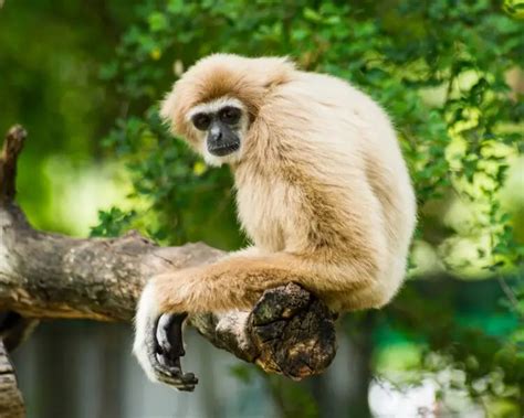 Pileated gibbon - Facts, Diet, Habitat & Pictures on Animalia.bio