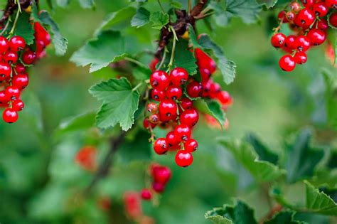 Best Berry Plants for Edible Landscaping