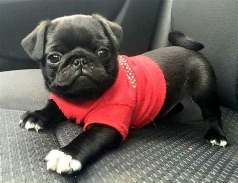 Down Syndrome Dog & Puppy | Baby pugs, Pug puppies, Pug puppies for sale