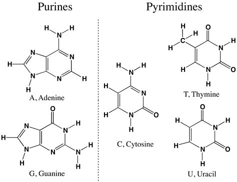 pyrimidine - définition - What is