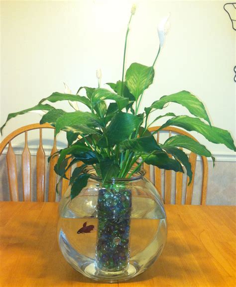 Peace lily plant/ betta fish :) My mom makes these all the time but she ...