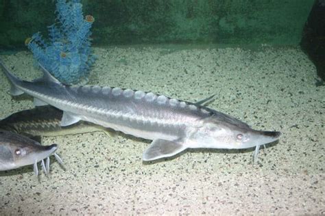 Sturgeons are living fossils - but also quick evolvers