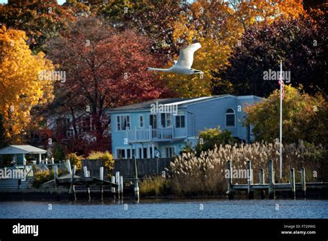 A fall scene in East Islip, New York as a swan flies past houses on the ...